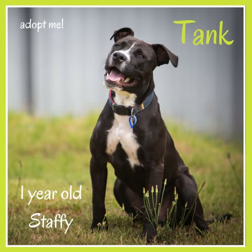 Tank ~ 1 year old Staffy (on trial 11/3/2018)