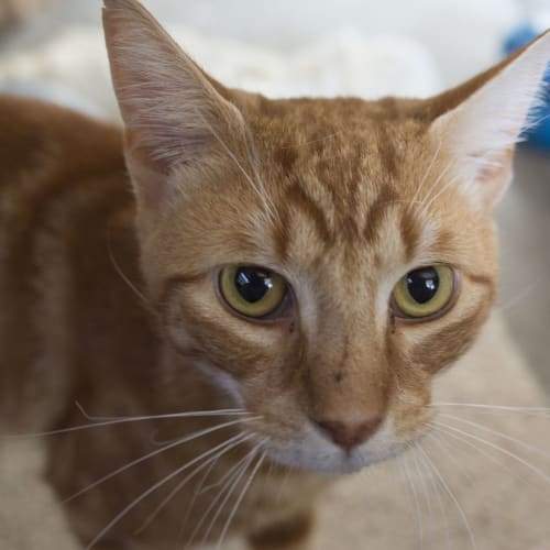 Turbo the giggle cat