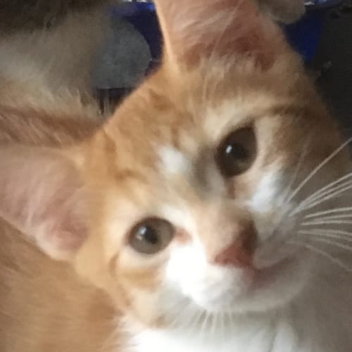 Pablo