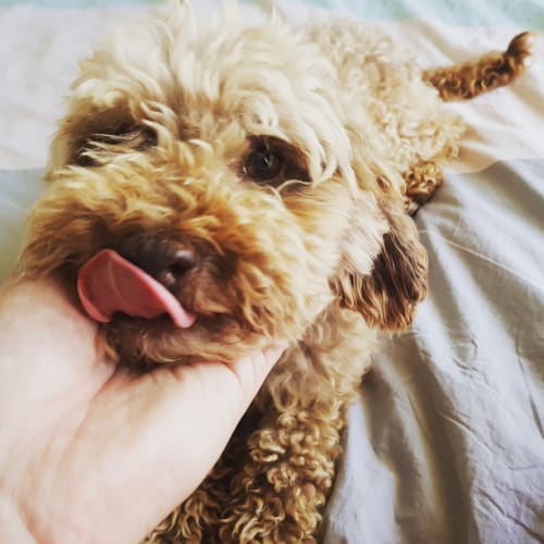 Wally