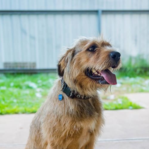 Charlie - GD0058 **Coming Soon**