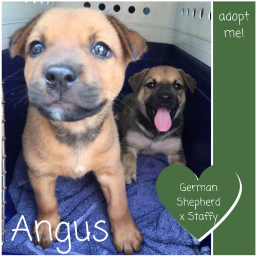 Angus ~ German Shepherd x Staffy (On Trial 25/2/18