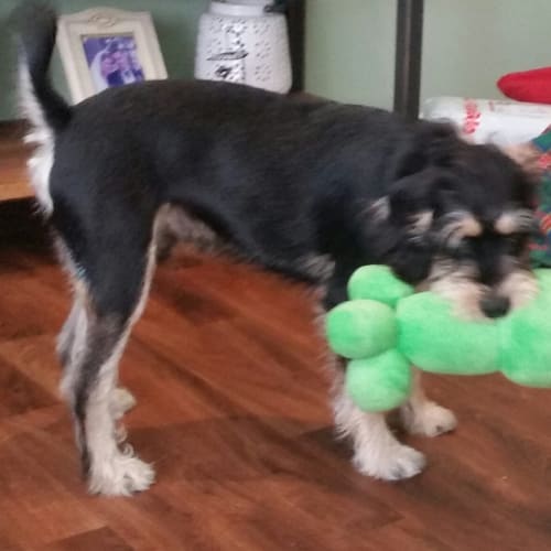 Hamish ~ Schnauzer X (on trial 18/2/2018))