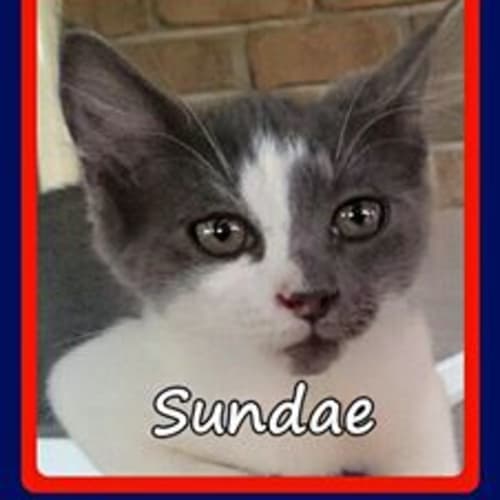 Sundae