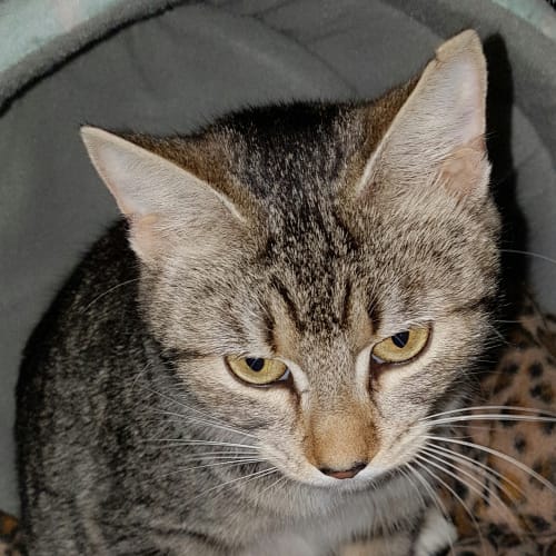 Cappuccino - Meet me at Neko HQ in Preston