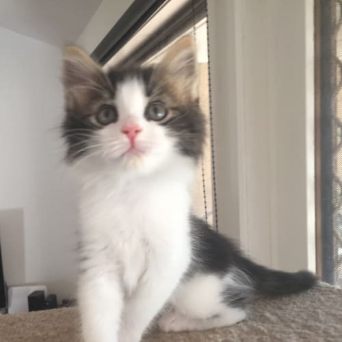 Latte the fluffy playful lion kitten!
