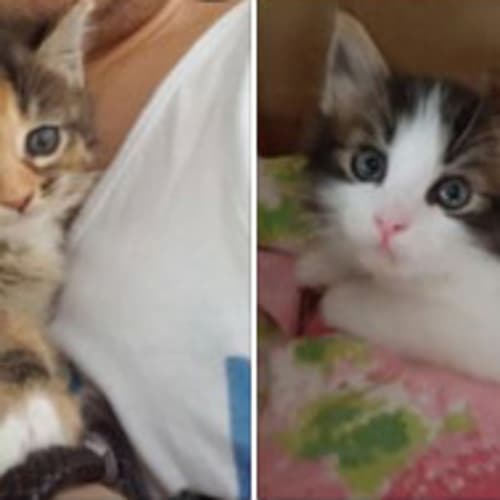 Cappucino the social torbie cheetah kitten! 