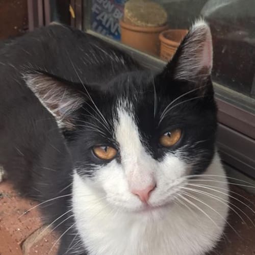 Cookie the fiesty loving tuxedo girl cat!