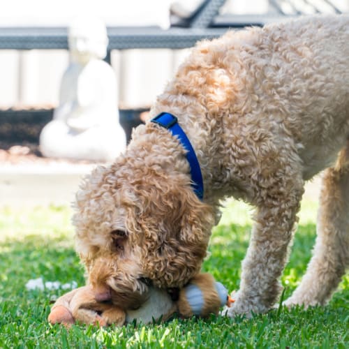 Gus ~ Cocker Spaniel x Poodle (on trial 19/2/2018)