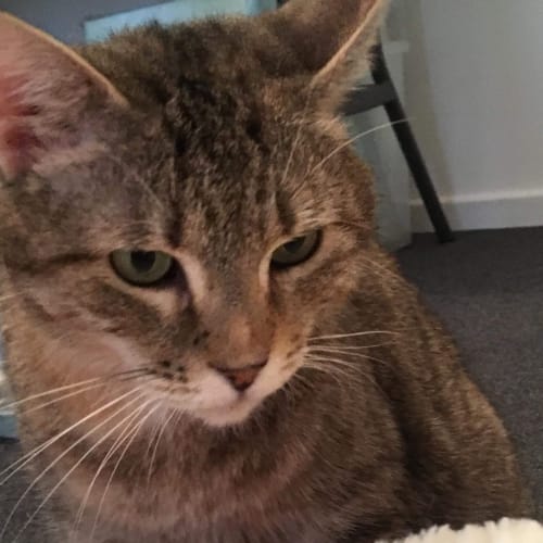 Nala