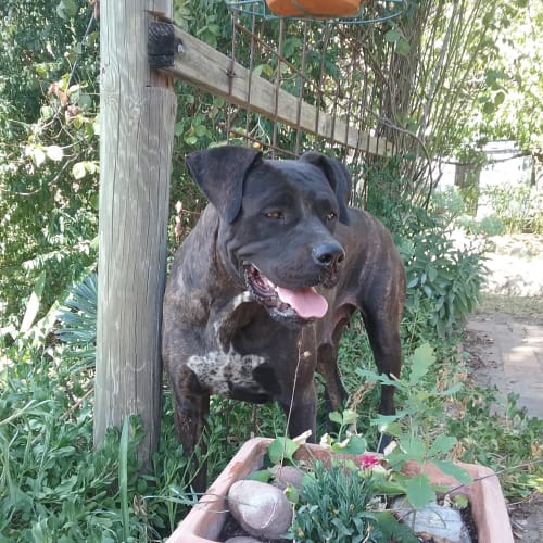 Zula