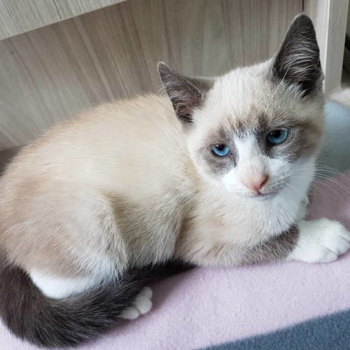 Bernadette **2nd Chance Cat Rescue**