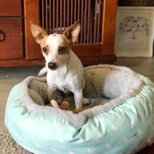 Yoghurt **Adoption Pending**