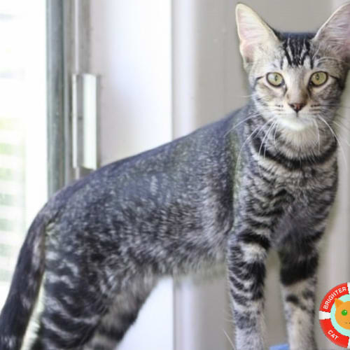 Eloise  - Domestic Short Hair Cat