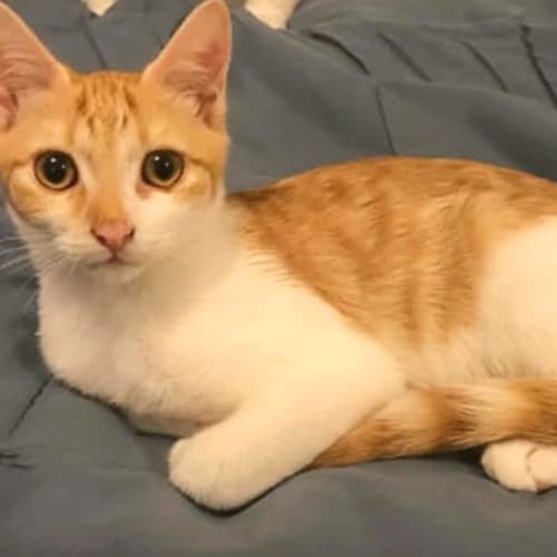 Milo