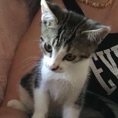 Mobi **2nd Chance Cat Rescue**