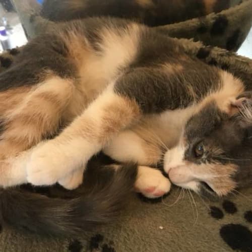 Shona **2nd Chance Cat Rescue**