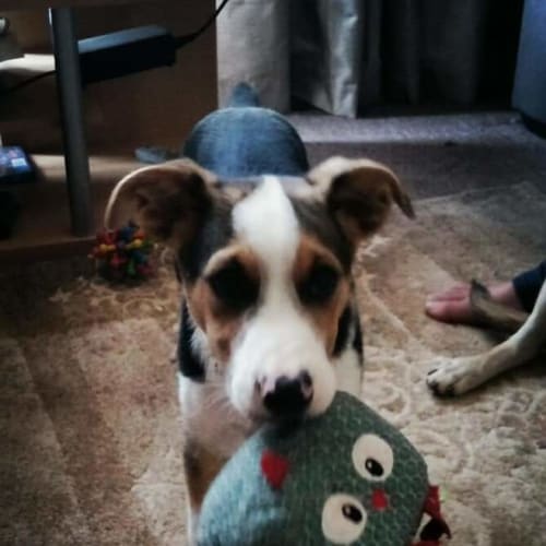 Benji 