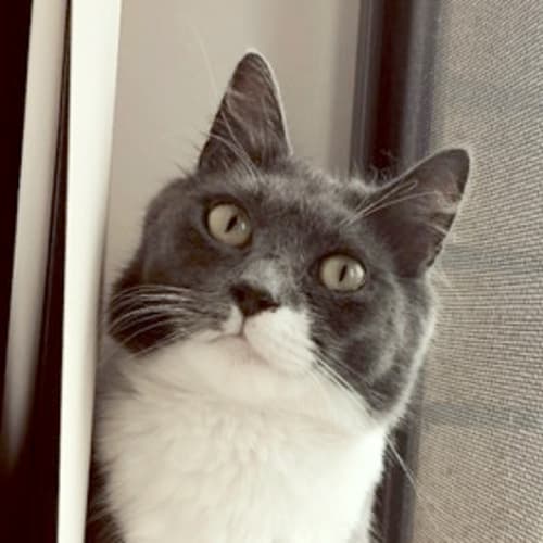 Mary Gray the very pretty floofy cat! 