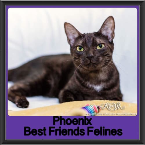 Phoenix