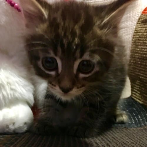 Dancer **2nd Chance Cat Rescue**
