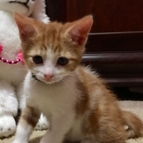 Jingles **2nd Chance Cat Rescue**