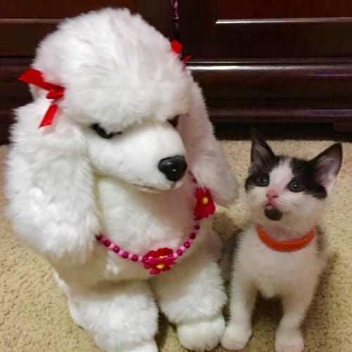 Frosty **2nd Chance Cat Rescue**