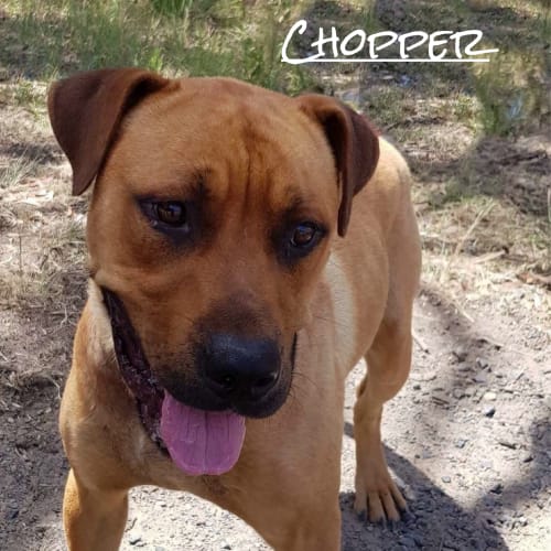 Chopper