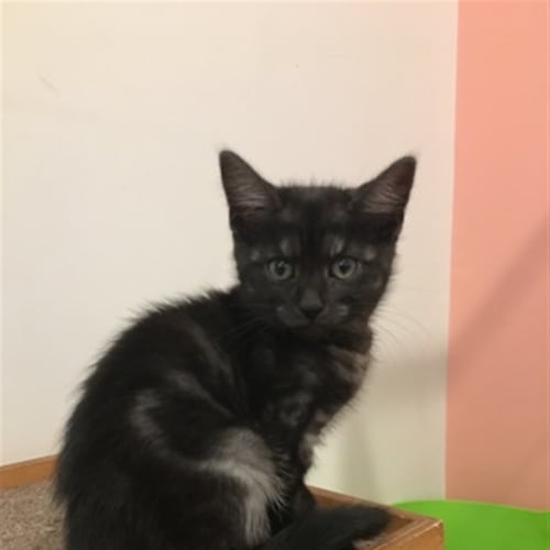 Barbara(now Khaleesi)