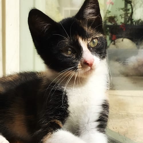 Gemma
