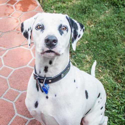 Bailey ~3.5 year old Dalmatian (on trial 20/5/18)