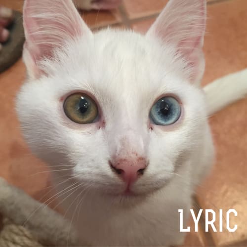 Lyric 