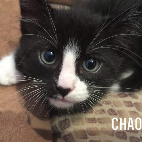 Chaos 