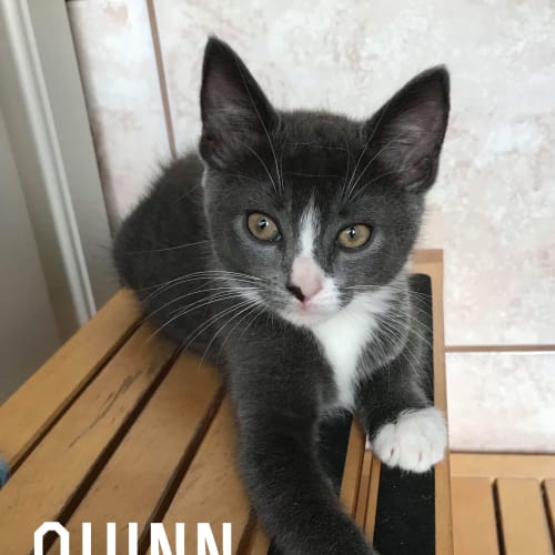 Quinn
