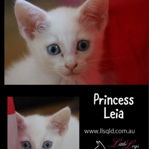 Princess Leia