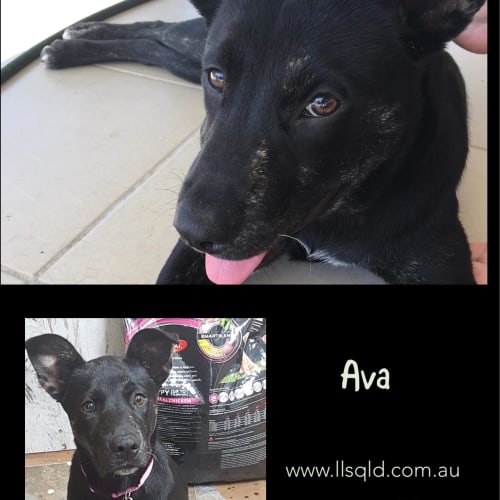 Ava