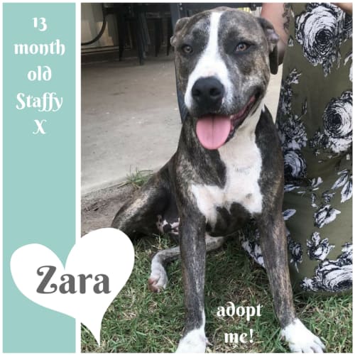 Zara ~ 13 month old Staffy X (on trial 28/2/2018)