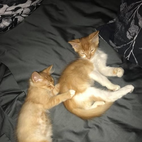 Enya and Evita