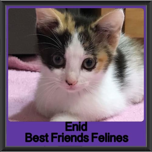 Enid