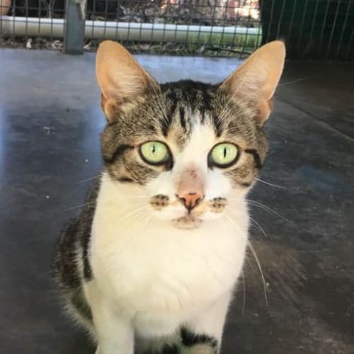 Fantastic Finn is Free!! to adopt  (CaV18-20)