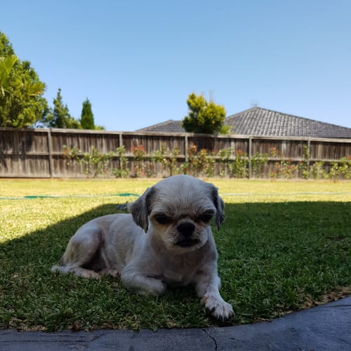 Daisy