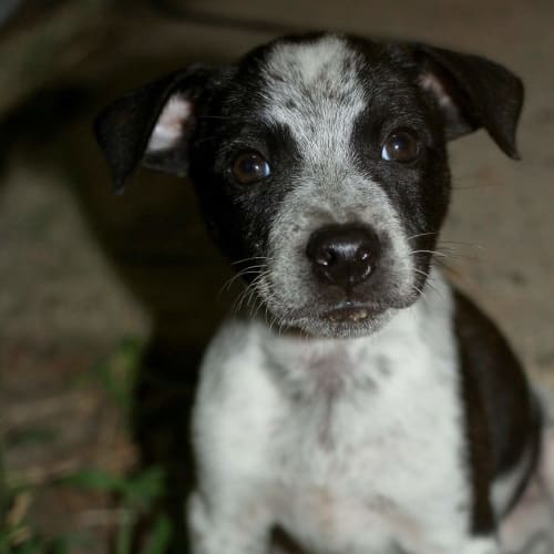 Banjo