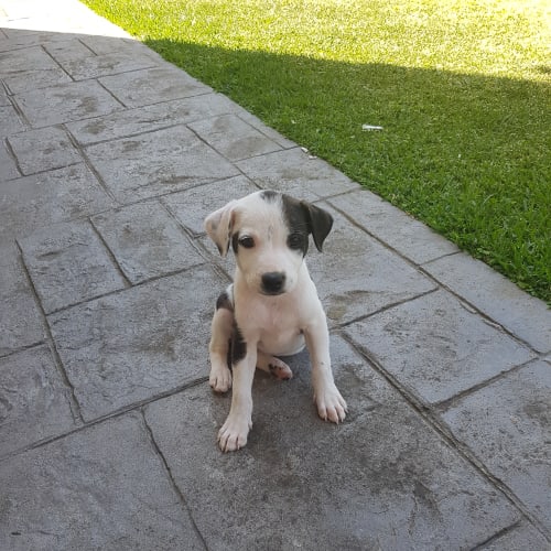 Bella
