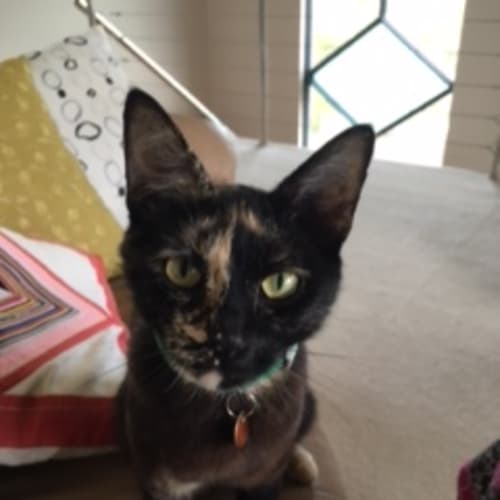Darcy (BnC415)
