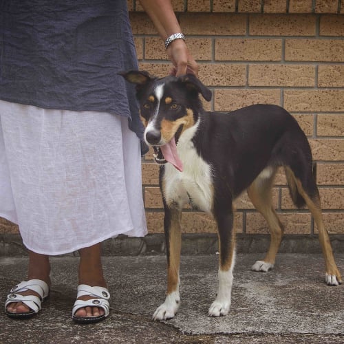 Boots ~ Kelpie x Border Collie (on trial 25/7/18)