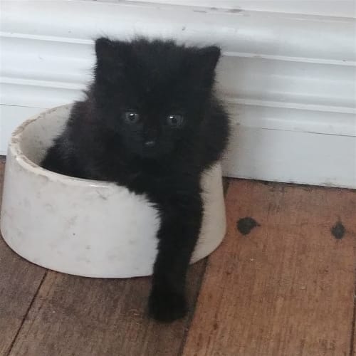 Piper