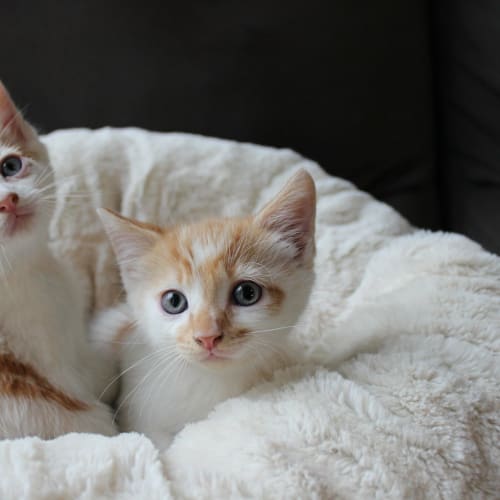 Cheddar 
