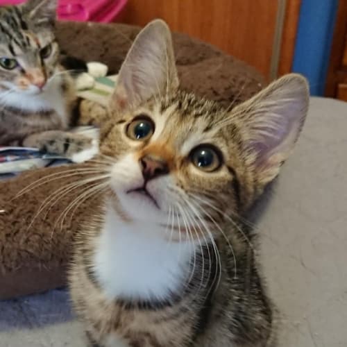 The Professor, Mr Howell & Ginger