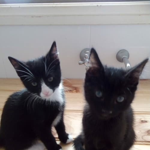 Poppy and minx
