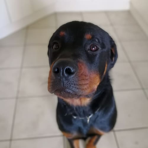 River ~ Rottweiler (on trial 19/3/2018)